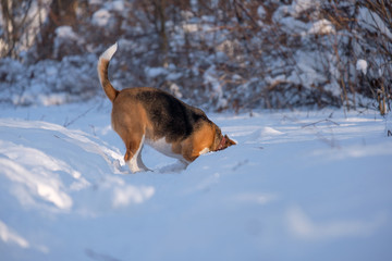 Beagle running around and playing with the winter forest