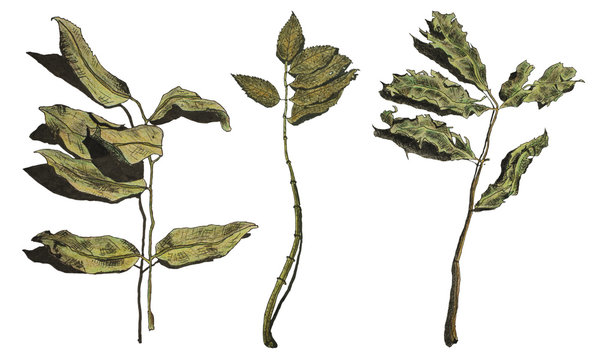 Three green branches with leaves isolated on a white background. Hand made pen, ink and pencil drawing
