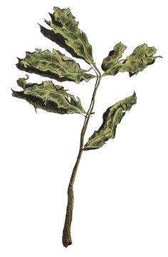 Hand made drawing of an isolated branch with crumpled old green leaves. Pen, ink and pencil sketch.