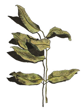 Hand drawn illustration of an isolated branch of green leaves. Pen, ink and pencil sketch