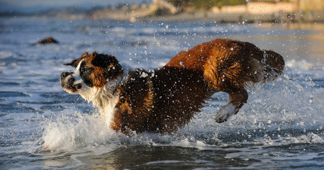 9 Signs Your Saint Bernard Is Obsessed With You - SonderLives