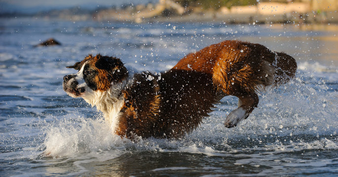 Saint Bernard dog outdoor portrait jumping into ocean water