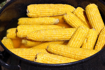 boild sweet corn in a pot in the sun