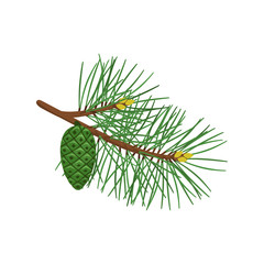Pine branch with green cone isolated on white background. Vector illustration.
