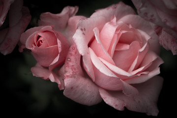 Pink rose with bud, vintage flowers