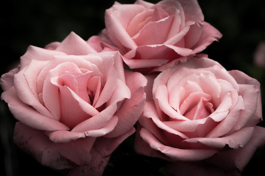 Pink roses, vintage flowers