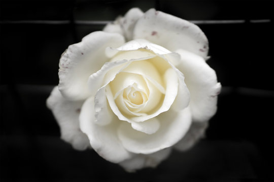 White rose on a dark background