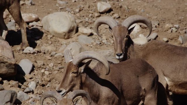Aoudad barbary sheep close up herd