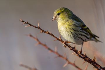 Eurasian siskin on a branch
