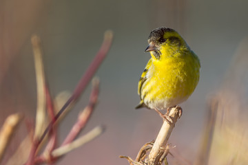 Eurasian siskin on a branch