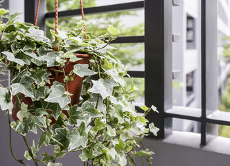 Home and garden concept of english ivy plant in pot on the balcony - obrazy, fototapety, plakaty