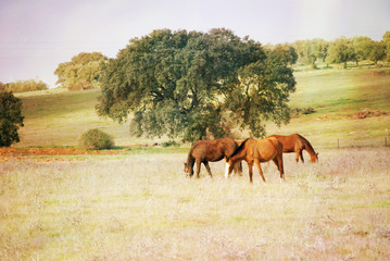 Obraz premium cavalos