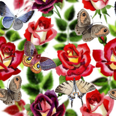 Wildflower two-color dark red rose flower pattern in a watercolor style. Full name of the plant: rose, hulthemia, rosa. Aquarelle wild flower for background, texture, wrapper pattern, frame or border.