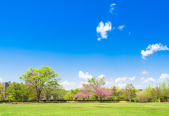 青空が広がる新緑の公園
