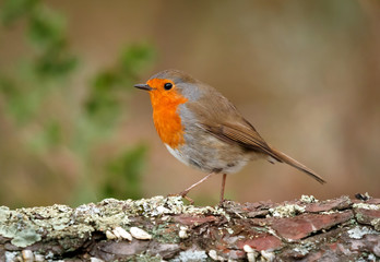 Pretty bird With a nice orange red plumage