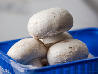 Fresh mushrooms champignons