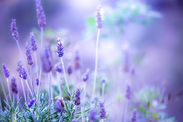 Lilac lavanda flowers. Vintage pink lilac photo with warm unusual colors