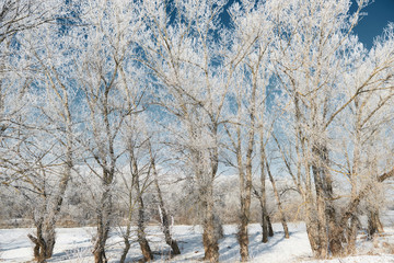 winter forest, beautiful wild landscape with snow and blue sky, nature concept