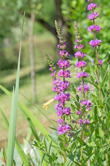 Gewöhnlicher Blutweiderich, Lythrum salicaria