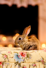A lovely picture of a grey rabbit profile on a flower pillow. Gray rabbit by the fireplace.
