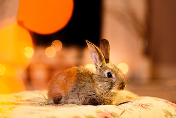A cute picture of a fluffy grey bunny on a soft pillow with warm light glares playing round it. Rabbit by the fireplace.