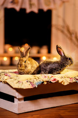 Two rabbits by the fireplace. A couple of curious and careful rabbits sitting on a wooden box. Blurred candles fireplace behind them.