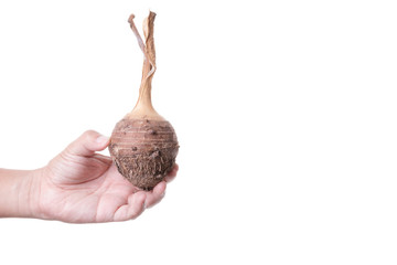 Hand holding taro root with dried leaf, a popular vegetable