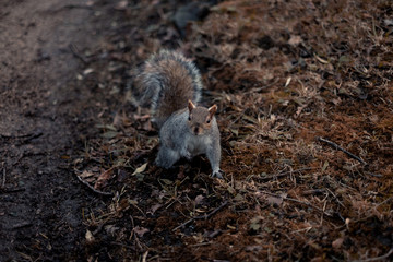 Posing Squirrel 