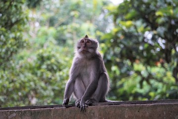 Monkey in a portrait sitting on a wall in front of green woods
