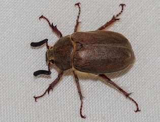 Beetle (Melolontha papposa)