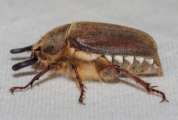Beetle (Melolontha papposa)