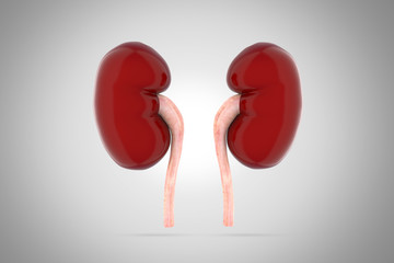 Human kidney 3d illustration