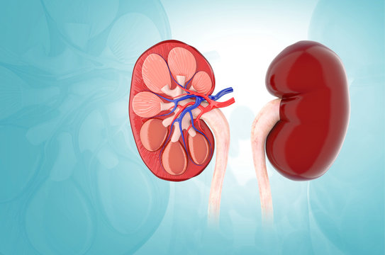 Human kidney 3d illustration