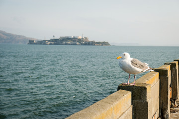 View on Alcatraz island