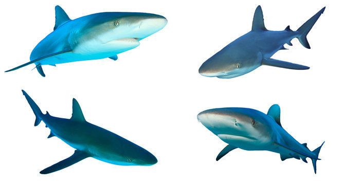 Shark cutout. Caribbean Reef Sharks isolated on white background
