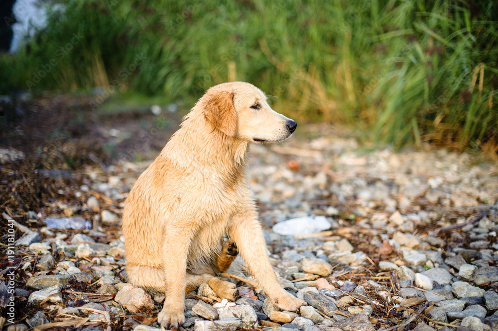 Wall mural portrait of golden retriever in nature outdoor