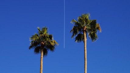 Obraz premium Palmen