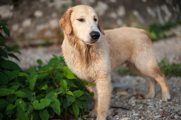 portrait of golden retriever in nature outdoor