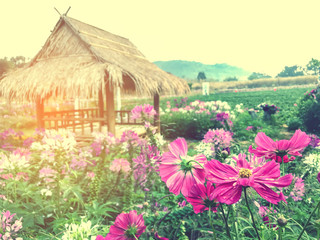 blooming pink flowers on a sunset with small hut in springtime.