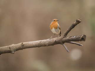 robin redbreast