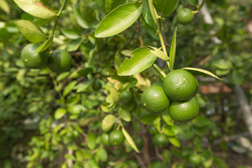 Green lemons