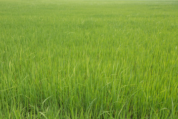 Young green rice in the rice field.