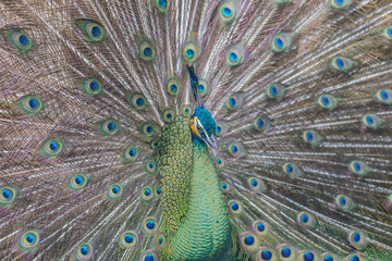 Obraz premium beautiful peacock with feathers out