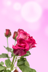 Close-up of Roses