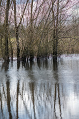 Trees reflected in the flood water overspill from the River Thames in Wiltshire.