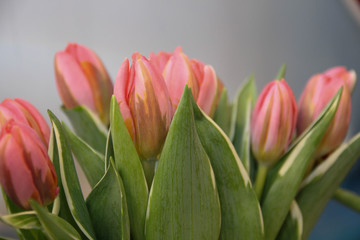 Beautiful bouquet of pink tulips 