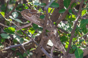 Rajasthan, India - between Delhi and Pakistan, a desertic region where a wide range of wildlife can be seen at close range: birds, deers, monkeys, moongooses, 100% wild and free