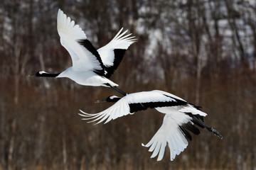 Red-crowned Crane