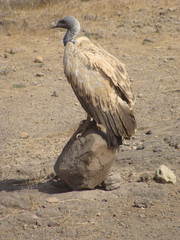 VULTURE