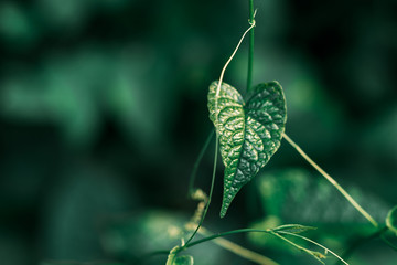 Closeup nature view of dark green leaf on sunlight, natural dark green plants using as a background or wallpaper